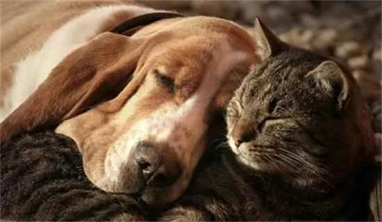 Can cats and dogs fall in love?