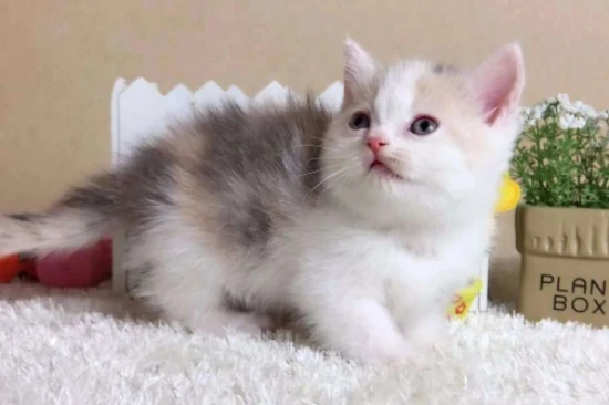 Common nutritional problems and dietary restrictions for cats