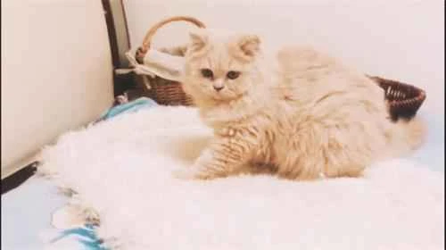 When do kittens get their first vaccination?