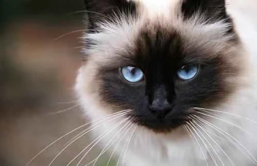 Why does the coat color of a Siamese cat change?