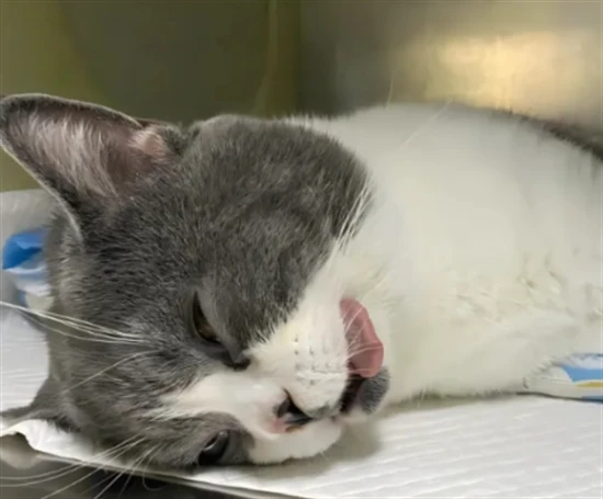 Will cats hate their owners after being spayed/neutered?