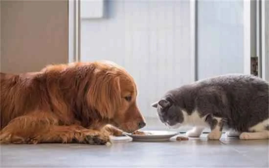 What do cats and dogs like to eat?