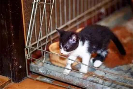 Can cats be kept in cages?