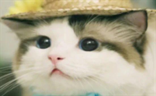 Can cats eat yogurt?