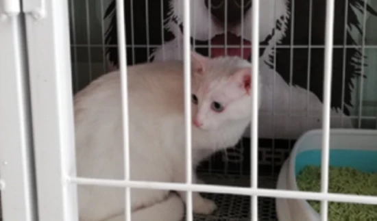 How to solve the problem of a cat meowing continuously while locked in a cage?