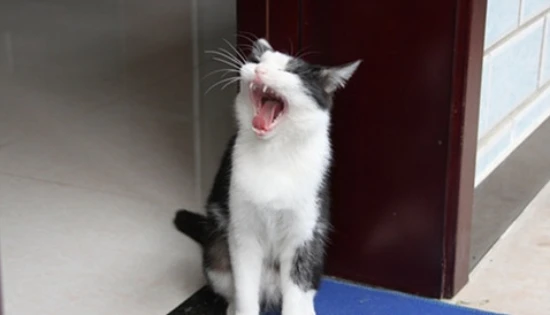 The sound of a cat in heat is like a baby crying.