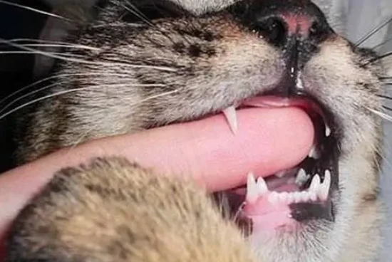 Do cats carry the rabies virus?