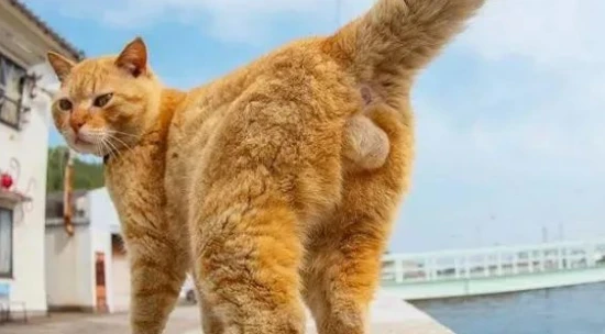 A cat's testicles will come out at a few months old.