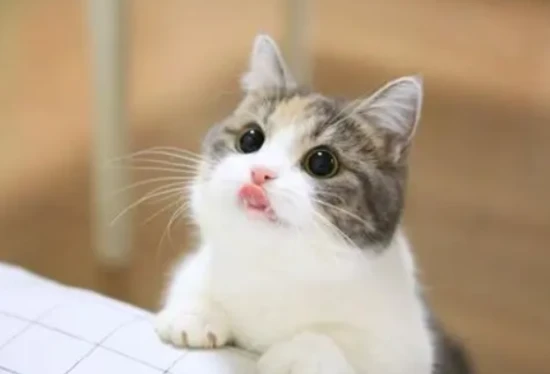 Can cats eat shrimp?