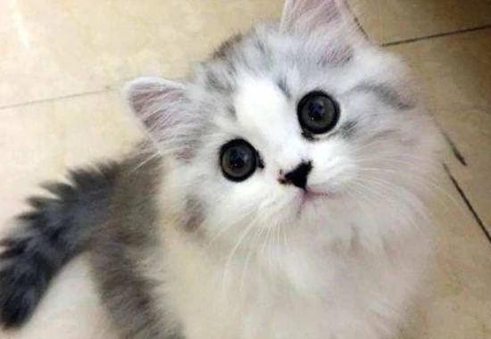 Cats can see those colors