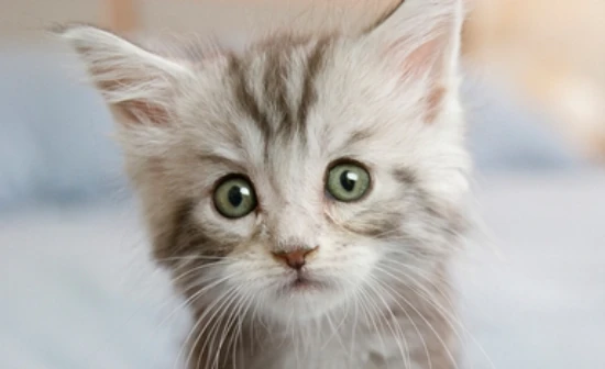 What should I do if my cat keeps carrying its kittens and trying to move to another house?