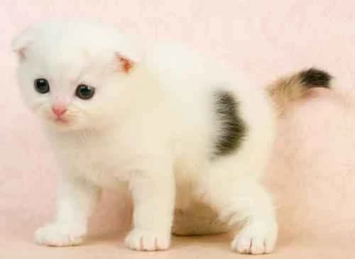 Do you know the vaccination intervals for cats and how to vaccinate your cat?