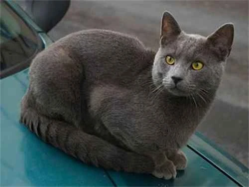 What are some things to keep in mind when shipping a pet cat?