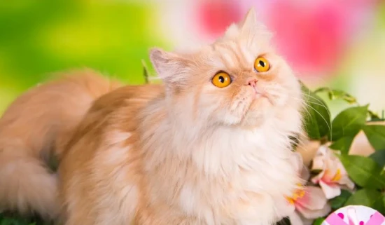 How to care for a cat's oral cavity?