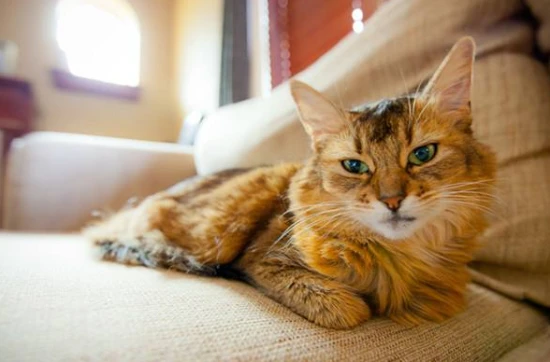 What is the personality of a Somali cat like?