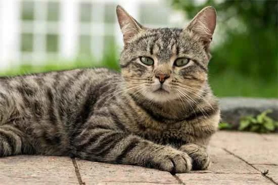 Will cats become malnourished if they eat homemade cat food long-term?