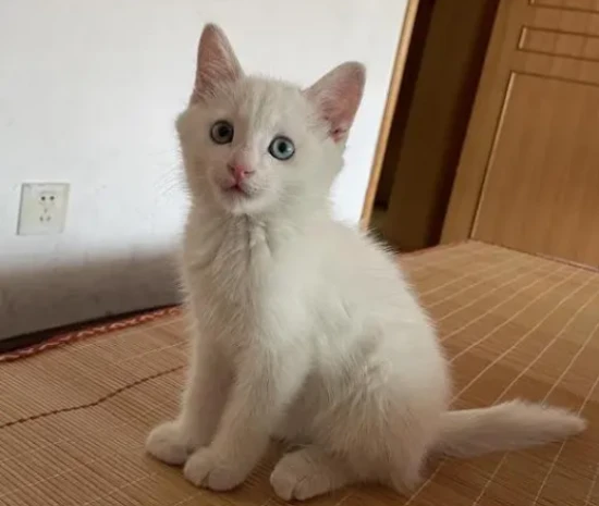 Why do cats like to knead on their owners?