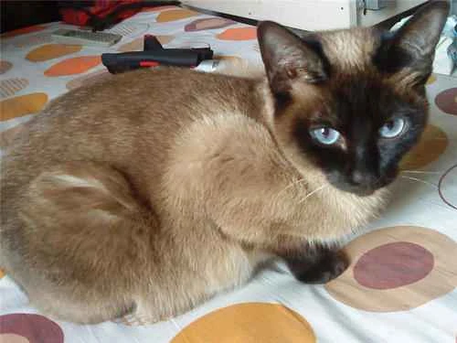 How to properly raise a Siamese cat?