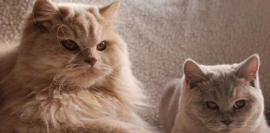 Does the cat father know about his kittens?