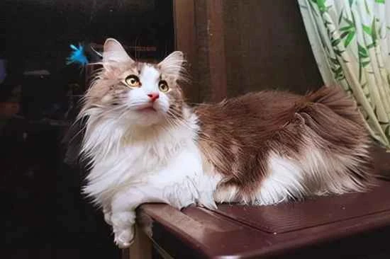 Advantages and disadvantages of Siamese cats