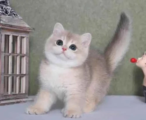 5 ways to get your cat moving