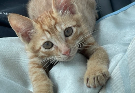 The first night after a male cat is neutered is a dangerous period.