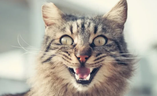 9 Foods That Are Very Delicious for Cats