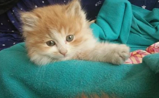 How much does it usually cost to deworm a cat?