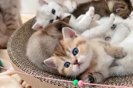 How to choose a safe flea collar for your cat