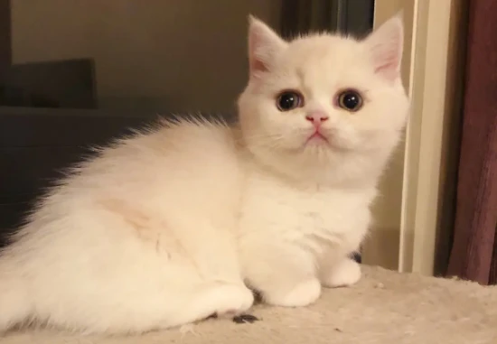 What is the average lifespan of a Munchkin cat?