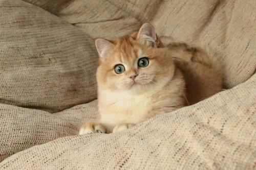 Why is my cat suddenly licking its lips so frequently?