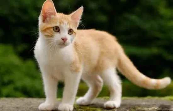 What causes black spots on the lips of an orange cat?