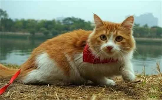 What is a cat's normal body temperature?