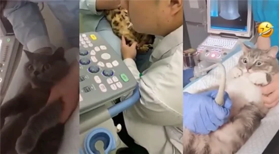 How much does it usually cost to do an ultrasound for a cat?