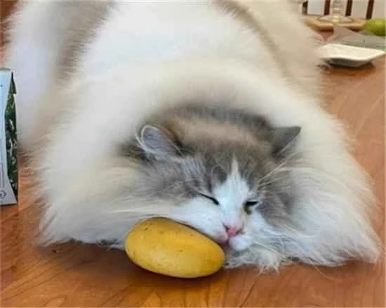Can cats eat mangoes?