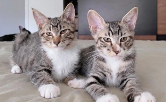 When should you not shave your cat?