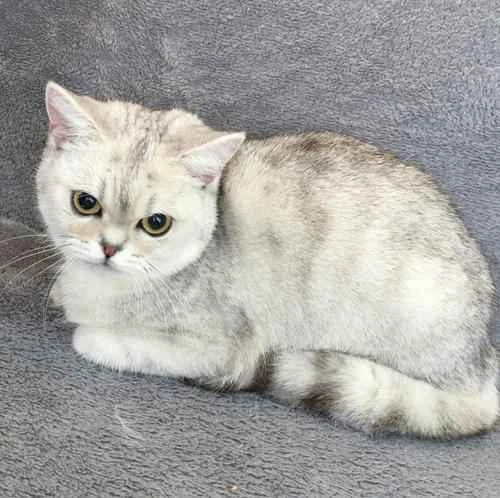 How to use cat litter for your cat