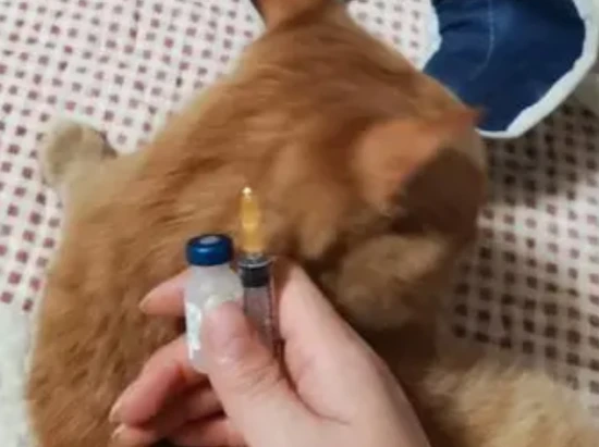 How many vaccines does a cat need?