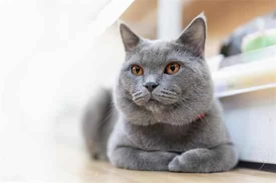 How to clean a cat's ears?