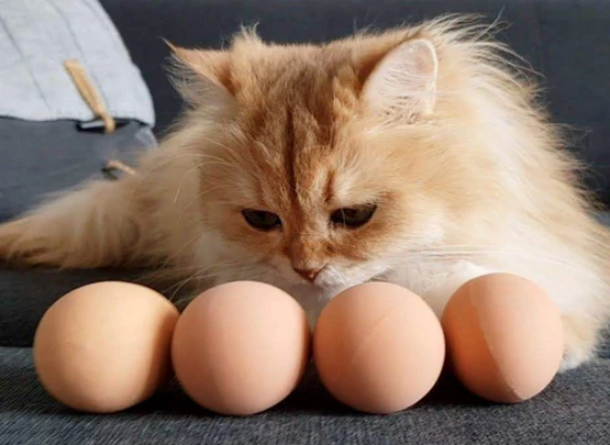 Do cats eat raw eggs?