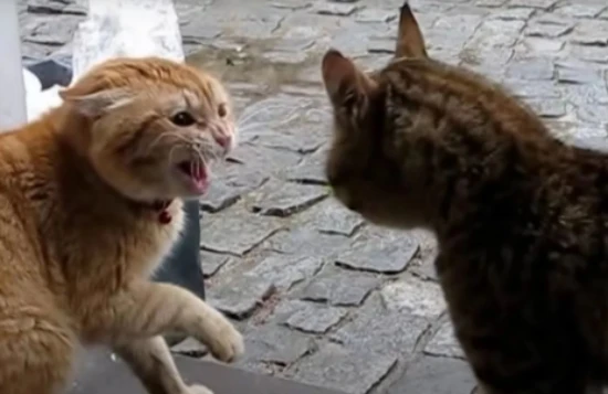 What are cat and rabbit kicks?