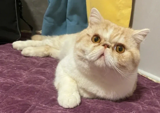 Why doesn't Garfield get fat?