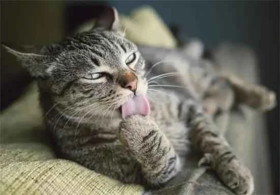 Is it dangerous for a cat to lick external parasite medication?