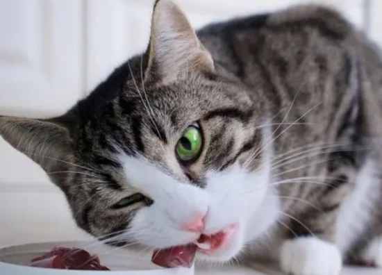 What food is best for cats?