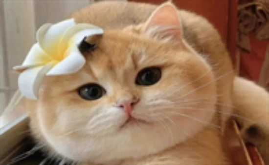 What are the things cats absolutely cannot eat?