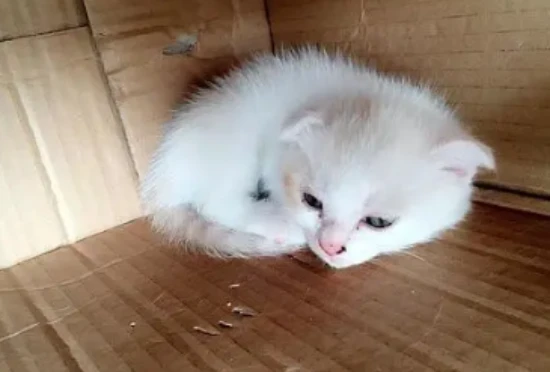 Is it normal for a 40-day-old kitten not to poop?