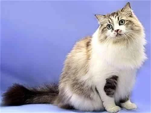 How to improve rough and dry cat fur