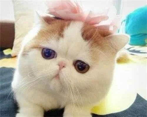 Summer tips for shaving your cat