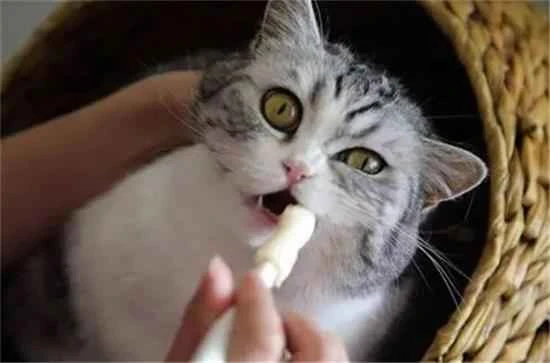 How long does it take for a cat to recover from stress-induced loss of appetite?