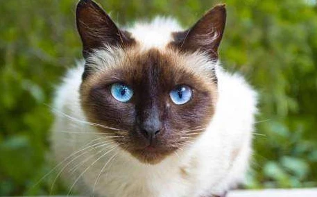 What are the habits of Siamese cats?